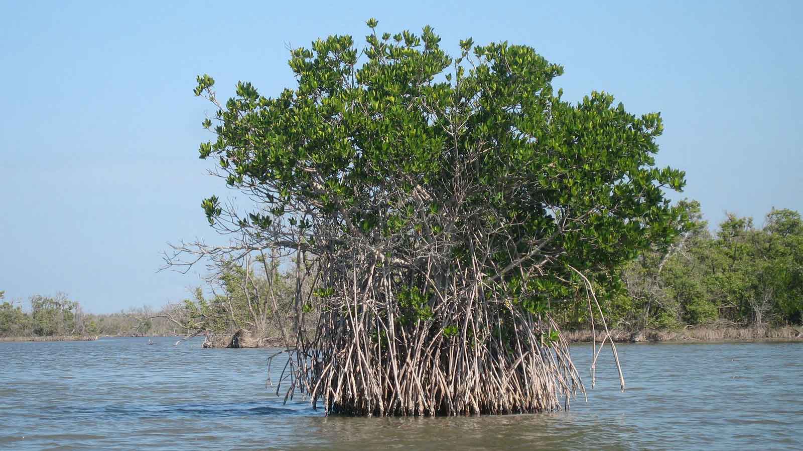 Mangrove and Nutrients