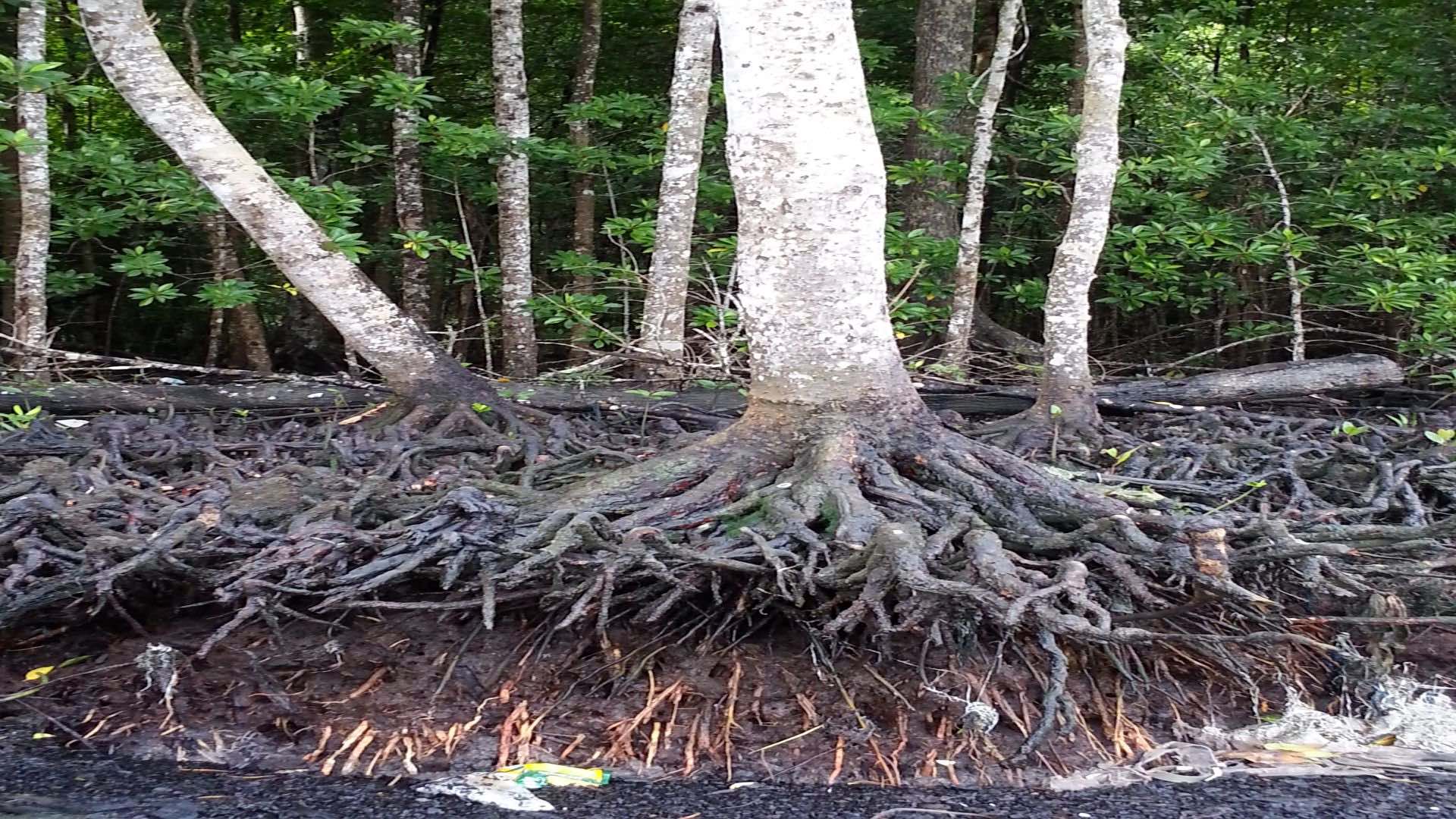 Mangroves and its carbon offsets