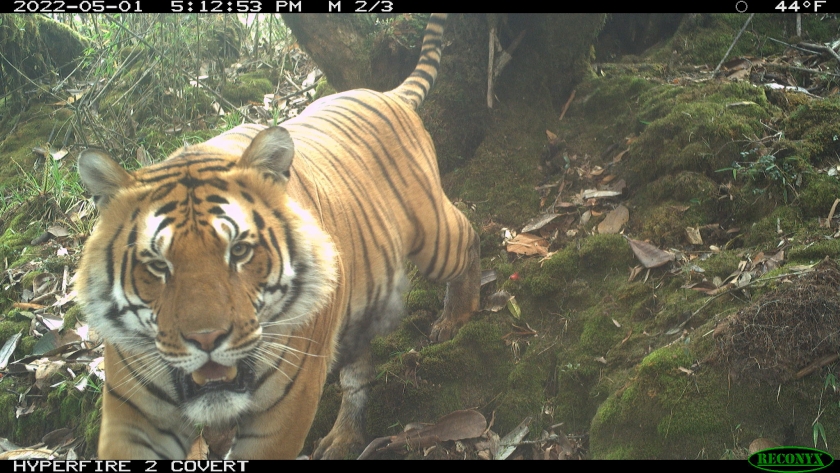 Camera trap image