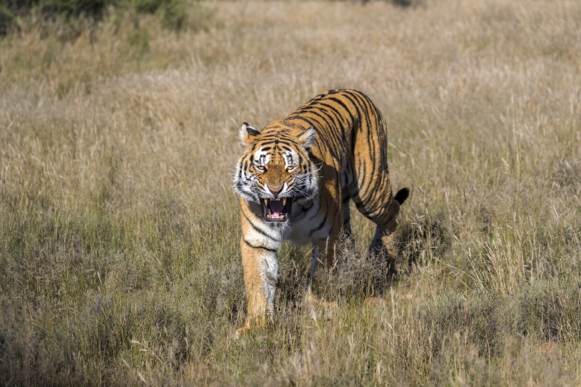 A tiger marches through tall grass