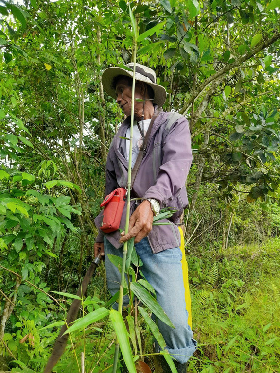 A bamboo plantation in Bukidnon province, Philippines.