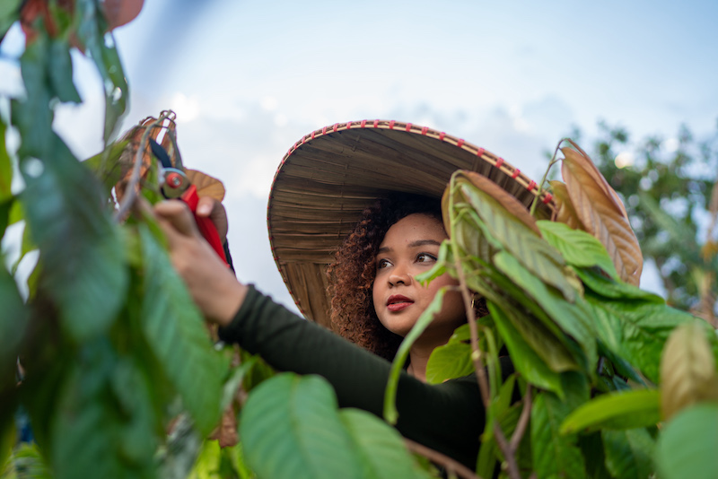 A young woman using shears to harvest cacao beans.