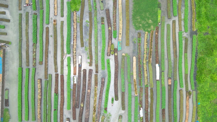 Aerial shot of vibrant green floating gardens