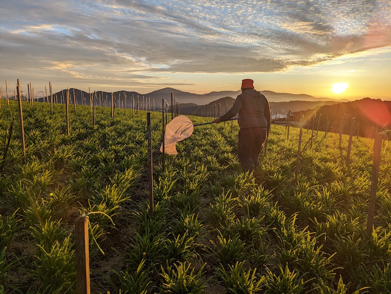  A scientist casts a net among crops against the backdrop of the setting sun