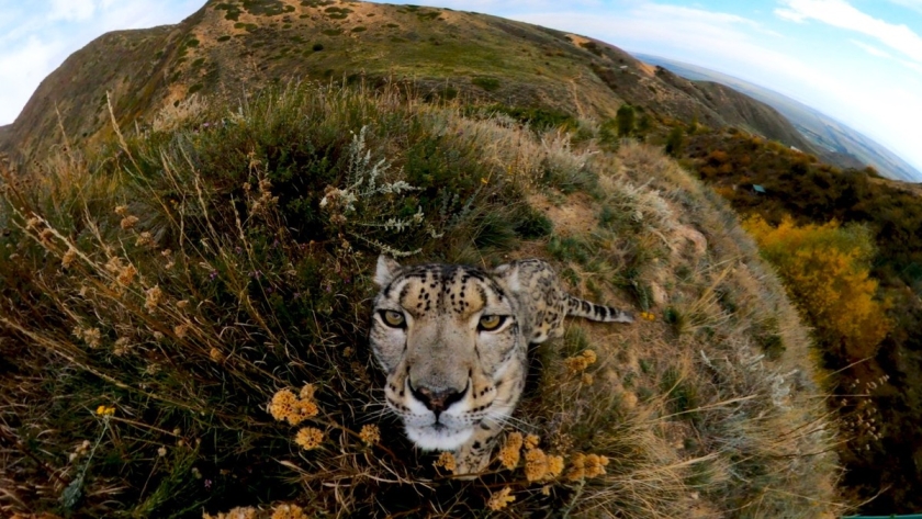 A snow leopard looks directly into the camera with a green mountainous background